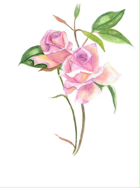 Botanical Rose Watercolour, Pink