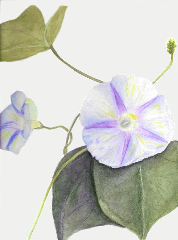 Ipomea, Morning Glory